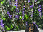 4 stunning miniature longhair dachshund