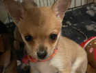 ** READY NOW **Beautiful Chihuahua Puppies