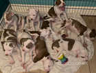7 Staffordshire bull terrier puppies
