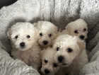 Pure Bred Bichon Frise Puppies