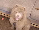 Chow puppy 6 months old