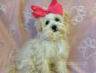 Maltipoo gorgeous bitch girl tiny toy small puppy