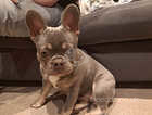 Lilac and tan male frenchbulldog kc reg 6months old