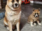 Last akita  male puppie left for sale