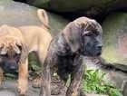 Masstif puppies for sale