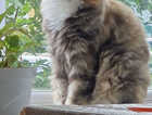 Missing Laila