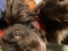 Beautiful sprocker puppies for sale