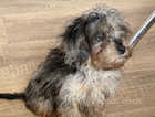 Sliver Merle and tan cavapoo puppy