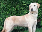 ONE NOT TO MISS! FTCH BLOODLINES,  OUTSTANDING MASCULINE DOG, KC REGISTERED BRED BY KC ASSURED BREEDERS