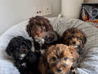 Stunning F1B Cavapoo puppies - Heath checked
