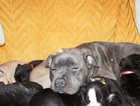 dark blue with fawn brindle  and blue fawn staffie puppies for Sale.