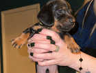 4 x Black and Tan Daschund puppies for sale