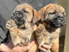 KC registered Border Terrier Puppies for Sale