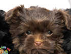 Sweet Perfection Chocolate Yorkshire Terrier Girl