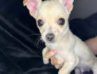 Cream male Chihuahua puppy