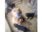 Black labrador Puppies Ready now!!