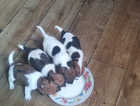 Beautiful jack Russell puppies for sale!!READY TO GO!