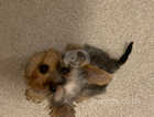 Yorkshire terrier 7 months girl