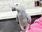 FULLY TAME BABY AFRICAN GREY NAMED COCO FOR SALE