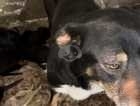 Tricolour farm bred collie puppies