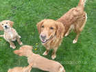 Title Golden retriever puppies KC registered