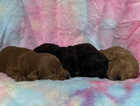7 dna tested clear f1 Cockerpoo puppies for sale