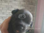 For sale beautiful patterjack puppies