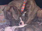 Puppies for sale 1 boy left
