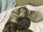 Long haired miniature dachshunds