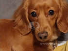 Mini Red longhair dachshund