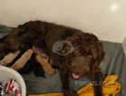 Adorable and READY FOR NEW HOMES Mini Labradoodles 3/4 mini poodle and 1/4 labrador