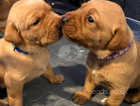 3 last pedigree Labrador puppies for sale (3 boys)