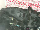 German shepherd all black long haired pups for sale