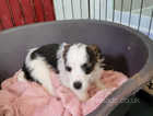 Jack Russell Cross for sale