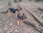 7mth old female