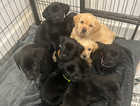 Labrador FTCH Litter Puppies Available