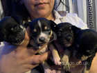 Bueatifuel tiny chihuahuah puppies