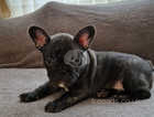 French bulldog puppies (payment plan accepted)