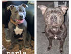 These beautiful boys are looking for a forever home