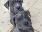 Blue staffordshire bull terriers