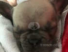 French bulldog puppy 8weeks old