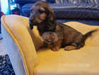 Long haired miniature Dachshunds