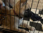 Akita puppies