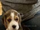 very beautiful beagle