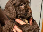 1 Cockerpoo Girl left! READY NOW!