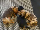 Stunning Miniature Dachshund- Females