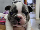 2 potential future studs frenchie pups fluffy and pied with ticking