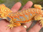 Beautiful Hypo Bearded Dragons