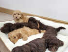 F1 cockapoo puppies READY TO LEAVE 1 REMAINING