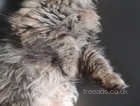 Female persian cat looking for new home